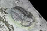 Flexicalymene Trilobite on Treptoceras Cephalopod - Ohio #74730-2